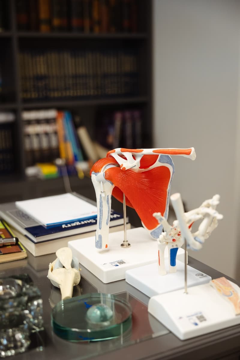 Anatomy model